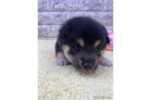 成約済の茨城県の柴犬-346139の3枚目