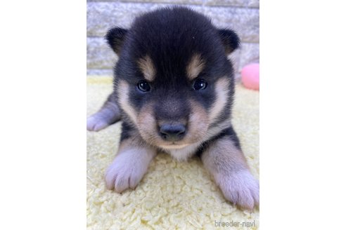 成約済の茨城県の柴犬-346152の4枚目