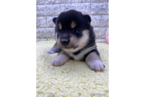 成約済の茨城県の柴犬-346152の1枚目