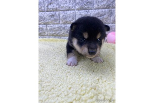 成約済の茨城県の柴犬-346152の2枚目