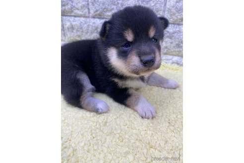 成約済の茨城県の柴犬-346152の3枚目