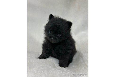 成約済の山口県のポメラニアン-346166の4枚目