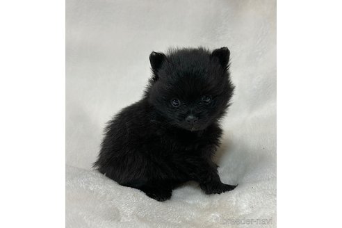成約済の山口県のポメラニアン-346166の5枚目