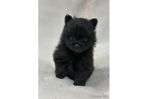 成約済の山口県のポメラニアン-346166の1枚目