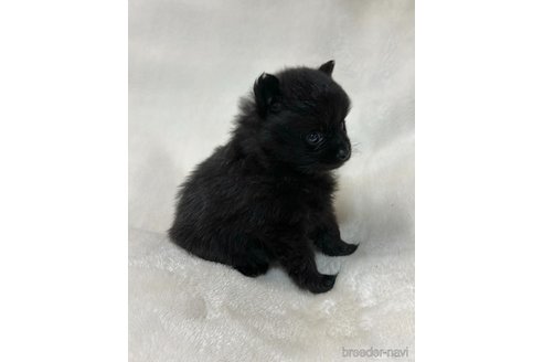 成約済の山口県のポメラニアン-346166の2枚目