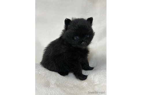 成約済の山口県のポメラニアン-346166の3枚目