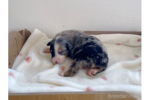 成約済の千葉県のオーストラリアンシェパード-346179の5枚目