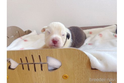 成約済の千葉県のオーストラリアンシェパード-346189の5枚目