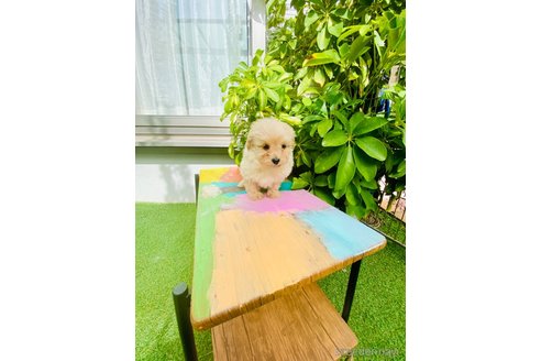 成約済の千葉県のミックス犬-346203の5枚目