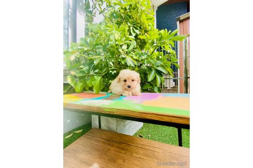 成約済の千葉県のミックス犬-346203の2枚目