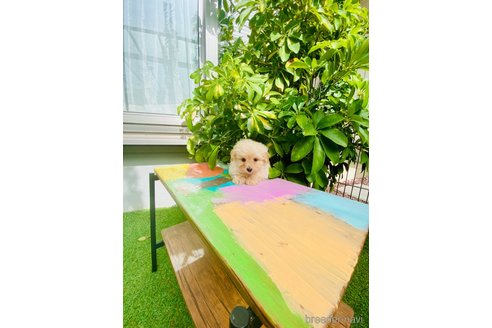 成約済の千葉県のミックス犬-346203の3枚目