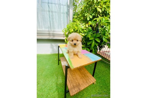 成約済の千葉県のミックス犬-346204