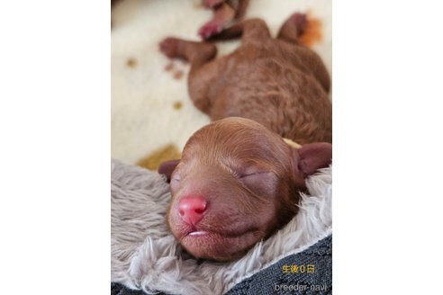 成約済の熊本県のタイニープードル-346216の4枚目