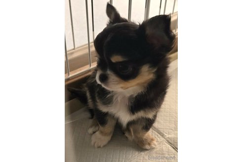 成約済の滋賀県のチワワ(ロングコート)-341109の22枚目