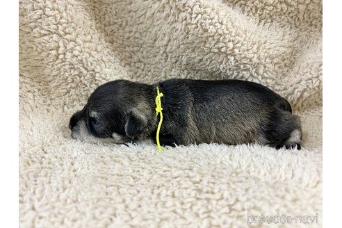 成約済の千葉県のミニチュアシュナウザー-346218の23枚目