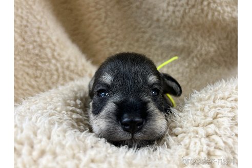 成約済の千葉県のミニチュアシュナウザー-346218の22枚目