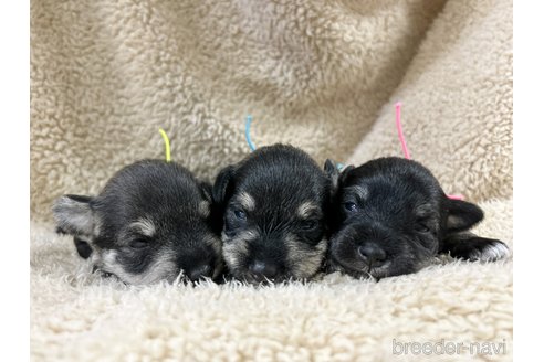成約済の千葉県のミニチュアシュナウザー-346219の27枚目