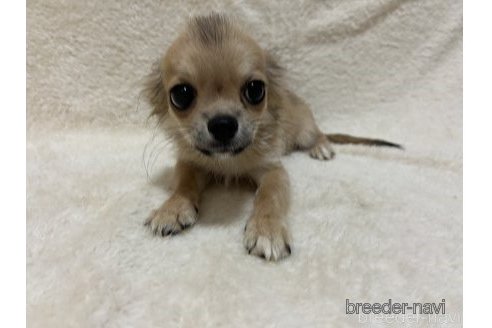 成約済の福岡県のチワワ(ロングコート)-346236の7枚目