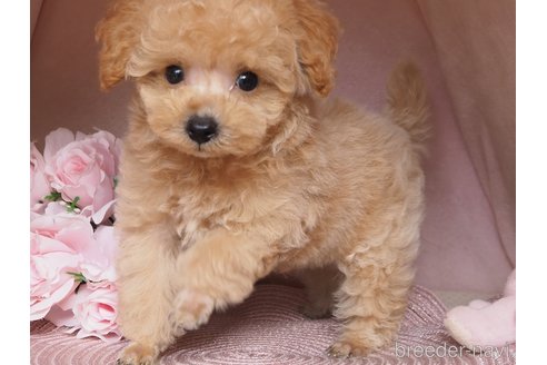 成約済の岡山県のミックス犬-346246の3枚目