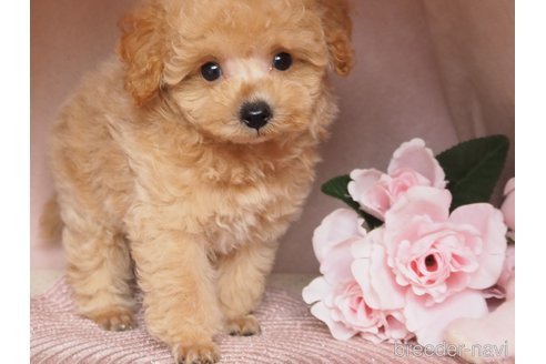 成約済の岡山県のミックス犬-346246の2枚目