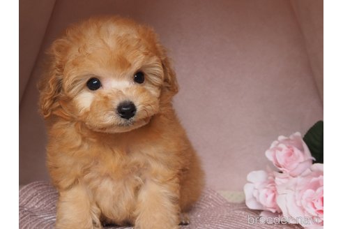 成約済の岡山県のミックス犬-346253の3枚目