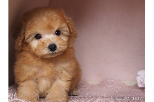 成約済の岡山県のミックス犬-346253の2枚目