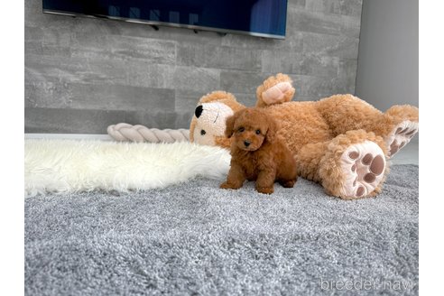 成約済の滋賀県のタイニープードル-346263の4枚目