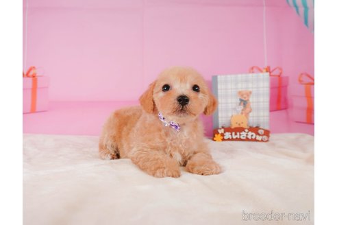 成約済の神奈川県のミックス犬-346259の4枚目