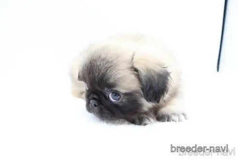 成約済の静岡県のミックス犬-346273の5枚目