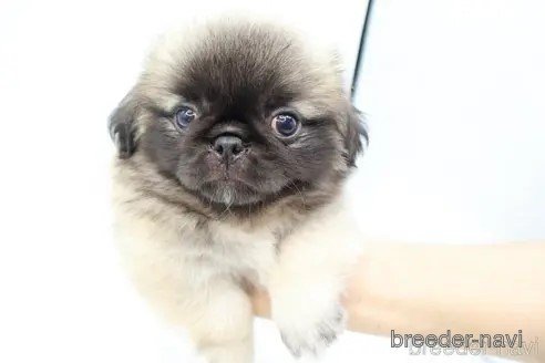 成約済の静岡県のミックス犬-346273の8枚目