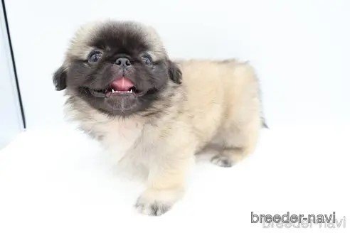 成約済の静岡県のミックス犬-346273の9枚目