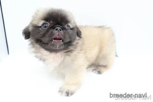 成約済の静岡県のミックス犬-346273の10枚目