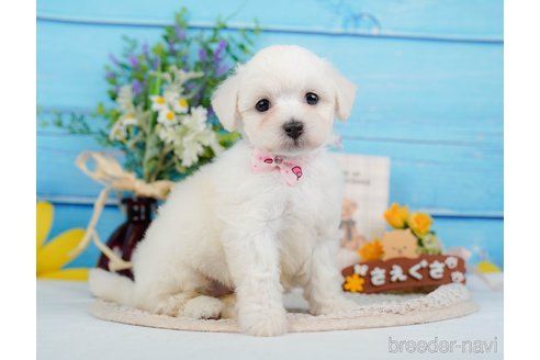 成約済の神奈川県のミックス犬-346294の17枚目