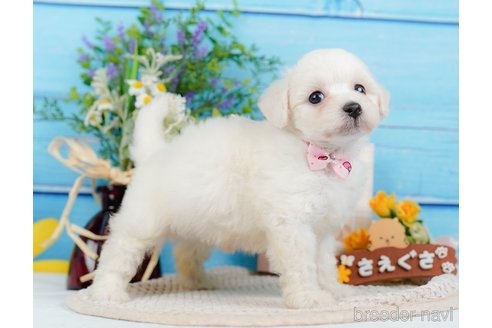 成約済の神奈川県のミックス犬-346294の16枚目