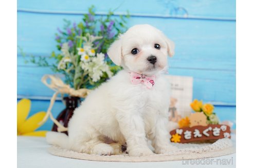 成約済の神奈川県のミックス犬-346294の15枚目