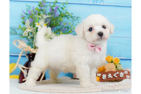 成約済の神奈川県のミックス犬-346294の14枚目