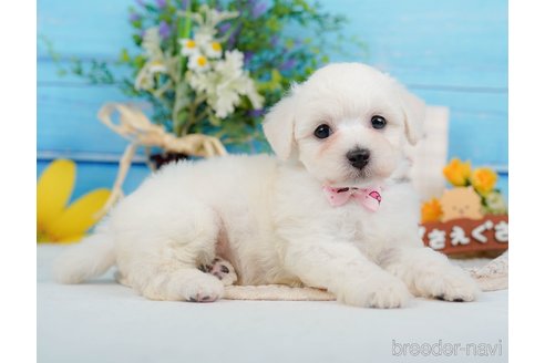 成約済の神奈川県のミックス犬-346294の13枚目