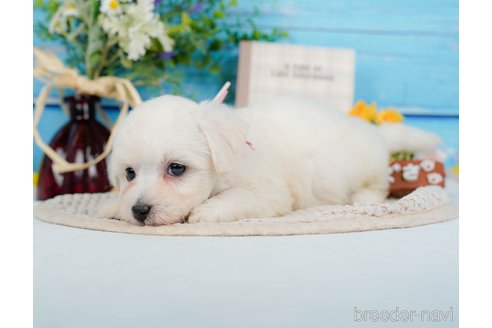 成約済の神奈川県のミックス犬-346294の11枚目