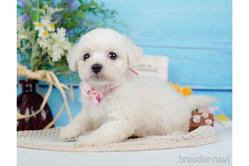 成約済の神奈川県のミックス犬-346294の10枚目