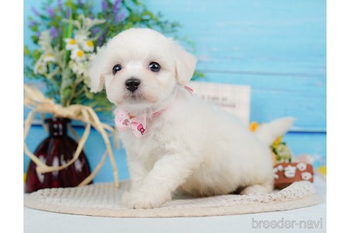 成約済の神奈川県のミックス犬-346294の9枚目