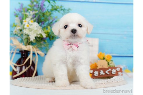 成約済の神奈川県のミックス犬-346294の6枚目