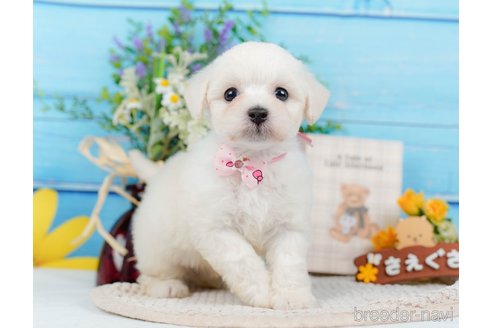 成約済の神奈川県のミックス犬-346294の5枚目