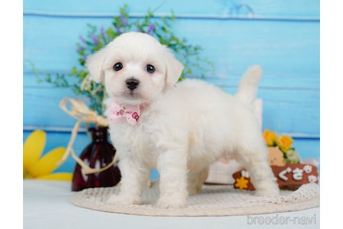 成約済ののミックス犬-346294