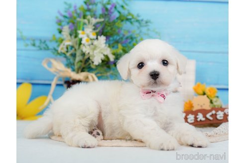 成約済の神奈川県のミックス犬-346294の4枚目
