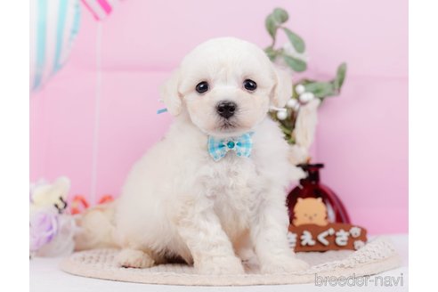 成約済の神奈川県のミックス犬-346301の10枚目