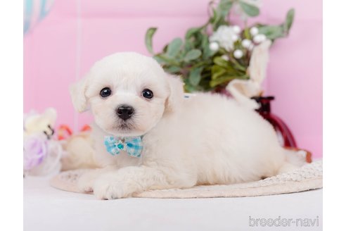 成約済の神奈川県のミックス犬-346301の13枚目