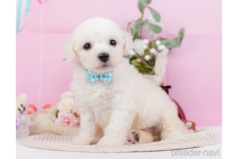 成約済の神奈川県のミックス犬-346301の3枚目