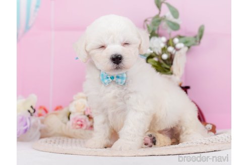 成約済の神奈川県のミックス犬-346301の4枚目