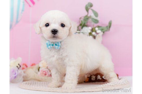 成約済の神奈川県のミックス犬-346301の7枚目