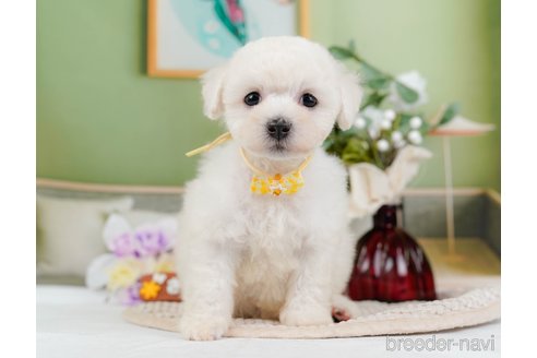 成約済の神奈川県のミックス犬-346302の12枚目